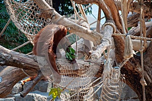 An orangutang in the tree holding the leaves