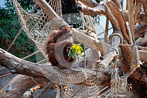 An orangutang in the tree looking for food