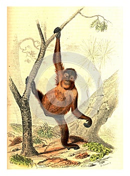 Orangutang, vintage engraving