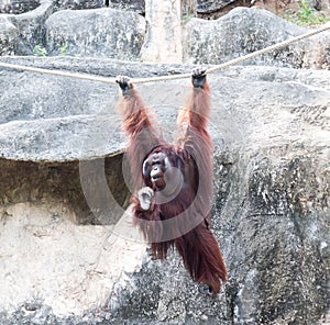 Orangutang in the Zoo