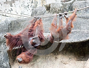 Orangutangs in the Zoo