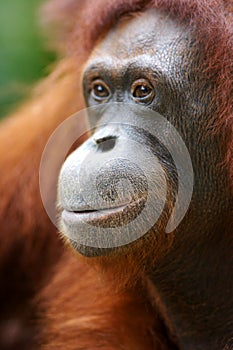 Orangutanes 