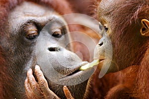 Orangutans img