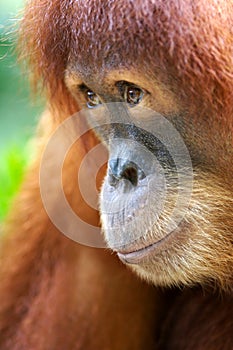 Orangutanes 