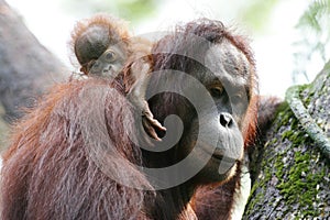 Orangutans