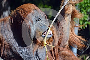 The orangutans