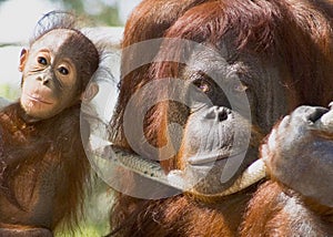 Orangutans