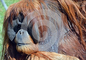 The orangutans