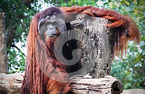 orangutans african