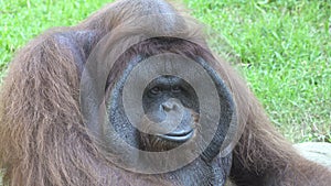 The orangutans also spelled orang-utan, orangutang, or orang-utang Classified in the genus Pongo