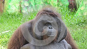 The orangutans also spelled orang-utan, orangutang, or orang-utang Classified in the genus Pongo