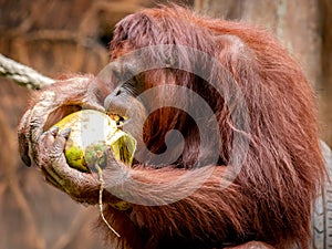 Orangutans eating coconut