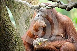 Orangutans eating sugarcane