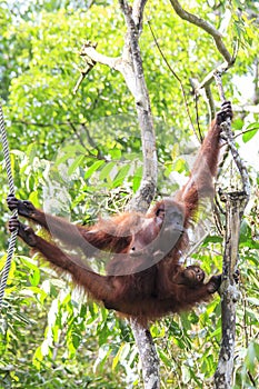 Orangutans mother and baby