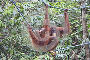 Orangutans mother and baby