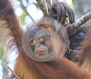 Orangutans mother and baby