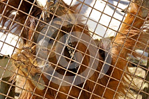 The orangutans, orang-utan in cage
