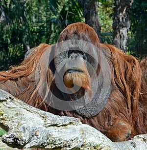 The orangutans, orang-utan, orangutang, or orang-utang