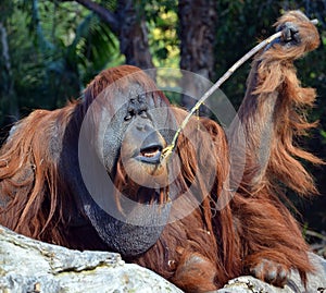 The orangutans, orang-utan, orangutang, or orang-utang