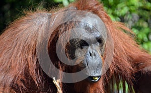 The orangutans, orang-utan, orangutang, or orang-utang