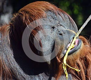 The orangutans, orang-utan, orangutang, or orang-utang