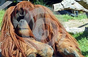 The orangutans, orang-utan, orangutang, or orang-utang