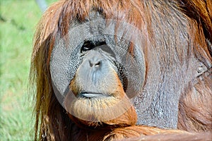 The orangutans, orang-utan, orangutang, or orang-utang