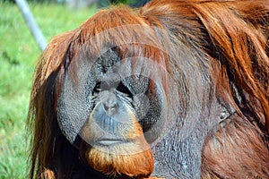 The orangutans, orang-utan, orangutang, or orang-utang