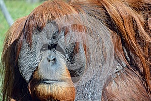 The orangutans, orang-utan, orangutang, or orang-utang