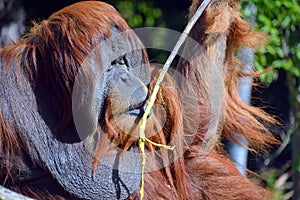 The orangutans, orang-utan, orangutang, or orang-utang