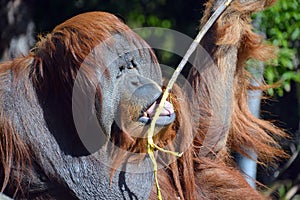 The orangutans, orang-utan, orangutang, or orang-utang