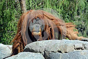 The orangutans, orang-utan, orangutang, or orang-utang