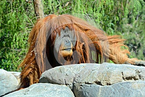 The orangutans, orang-utan, orangutang, or orang-utang