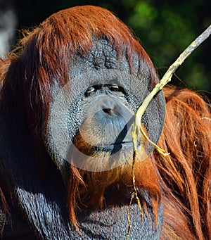 Orangutans, orang-utan, orangutang, or orang-utang