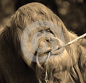 Orangutans, orang-utan, orangutang, or orang-utang