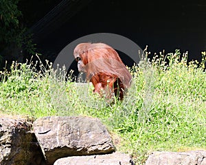 The orangutans, orang-utan, orangutang, or orang-utang)