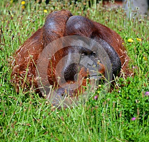 The orangutans, orang-utan, orangutang, or orang-utang)