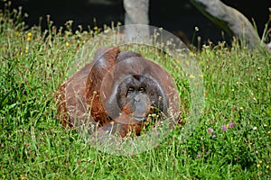 The orangutans, orang-utan, orangutang, or orang-utang)