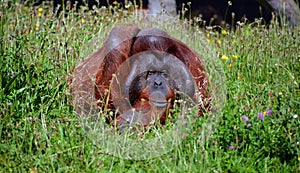 The orangutans, orang-utan, orangutang, or orang-utang)