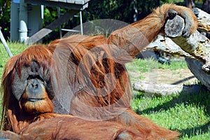 The orangutans