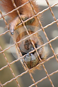 Orangutans Paw
