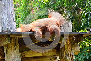 Orangutans resting on a branch