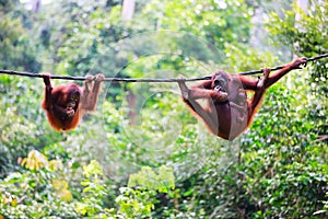 Orangutans from Sabah in Malaysian Borneo