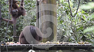 Orangutans from Sabah in Malaysian Borneo during feeding time