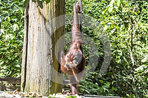 Orangutans in Sepilok, Sabach Borneo Malaysia