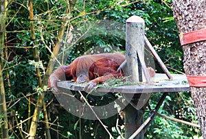 Orangutans are three extant species of great apes.