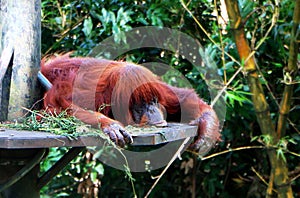 Orangutans are three extant species of great apes.