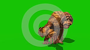 Orangutans Walks Front Green Screen Monkey Animals 3D Rendering Animation