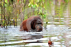 Orangutans who are bathing in the river