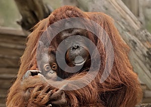 Orangutans at Zoo Tampa at Lowery Park